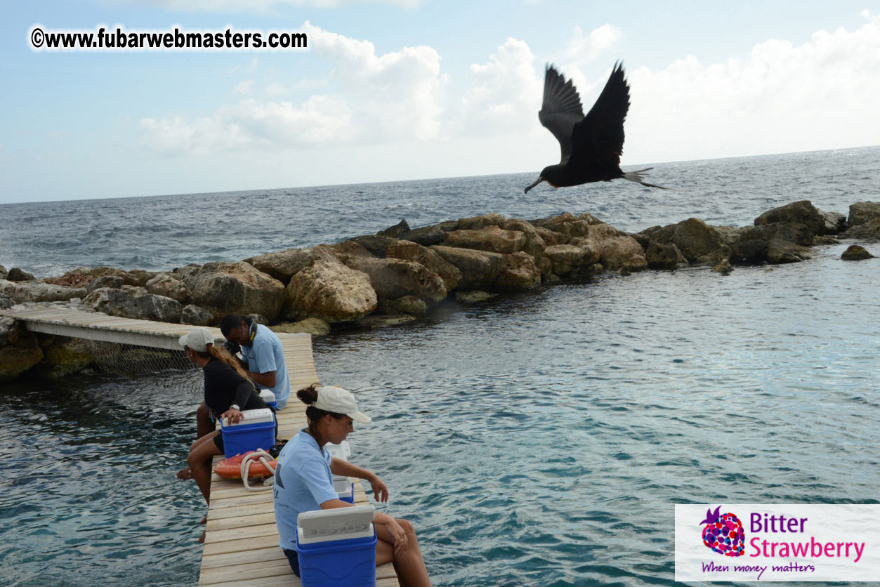 WireCard Dolphin Swim