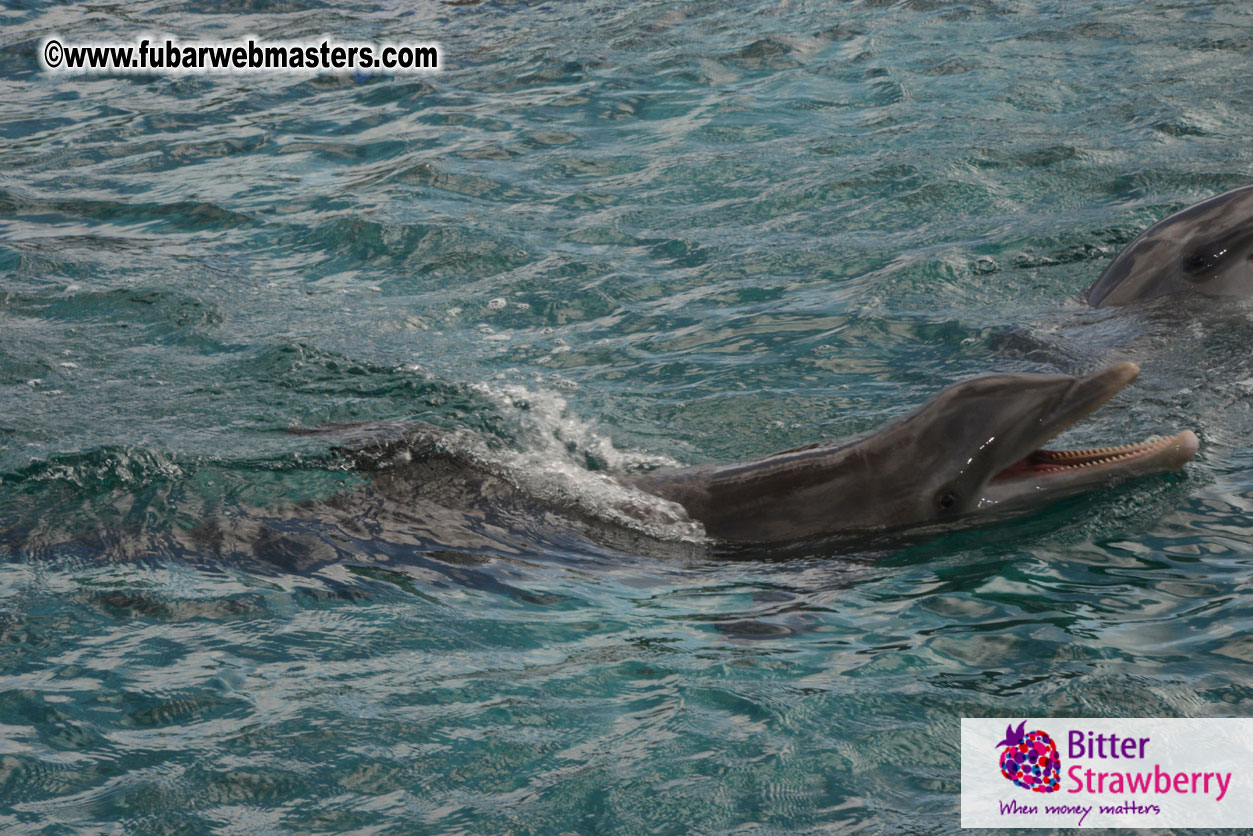 WireCard Dolphin Swim