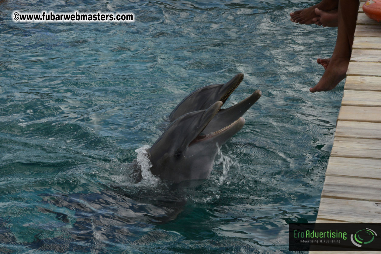 WireCard Dolphin Swim