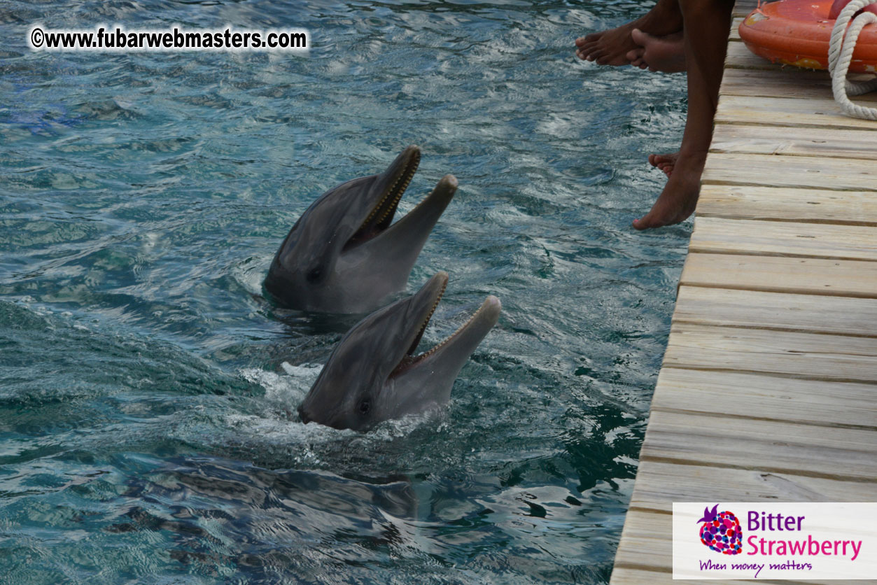 WireCard Dolphin Swim