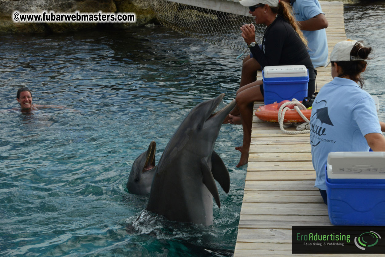 WireCard Dolphin Swim