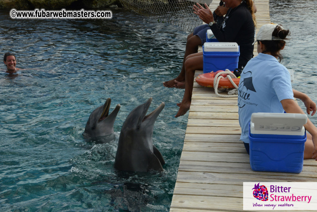 WireCard Dolphin Swim