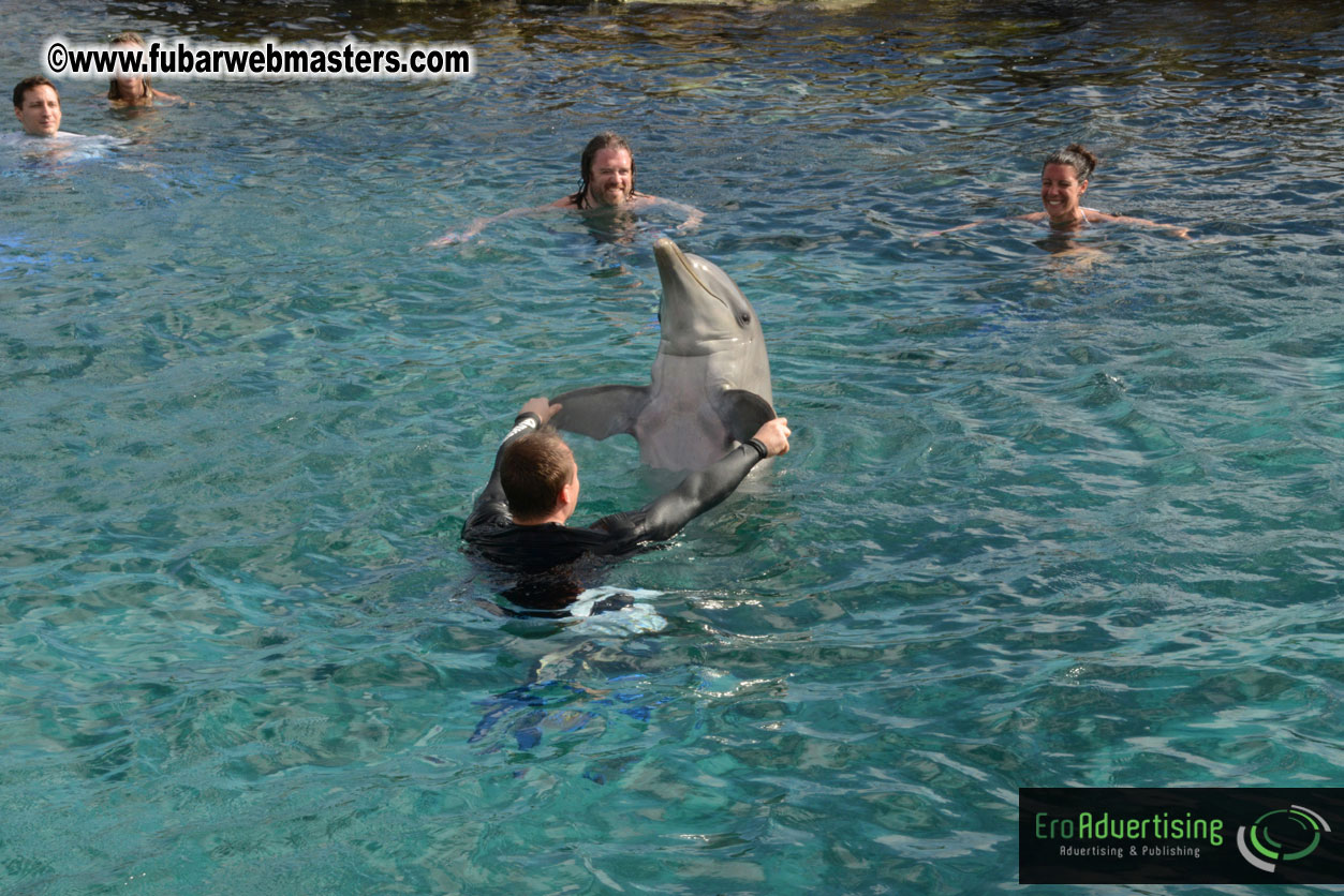 WireCard Dolphin Swim