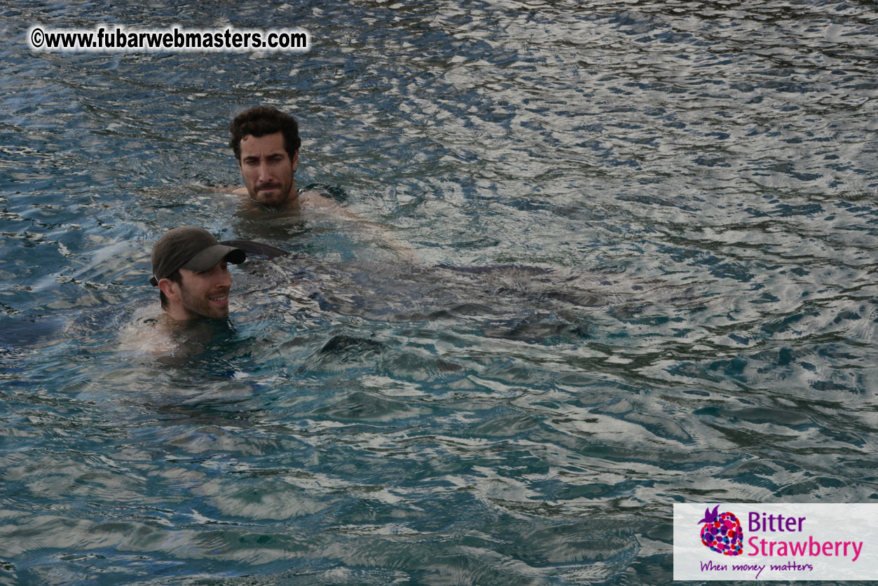 WireCard Dolphin Swim