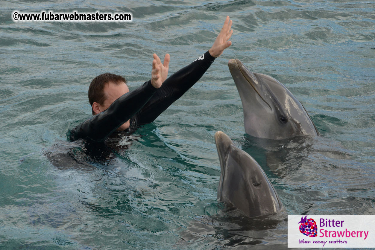 WireCard Dolphin Swim