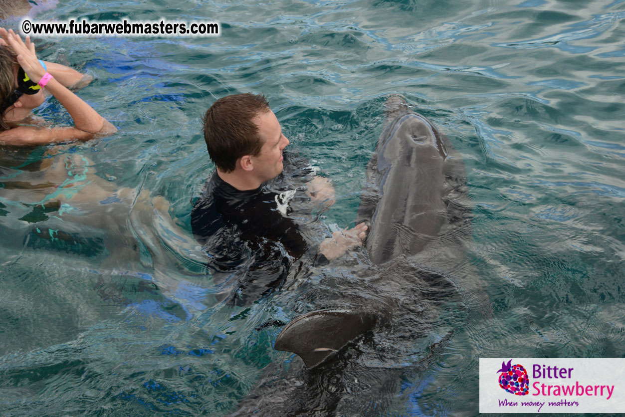 WireCard Dolphin Swim