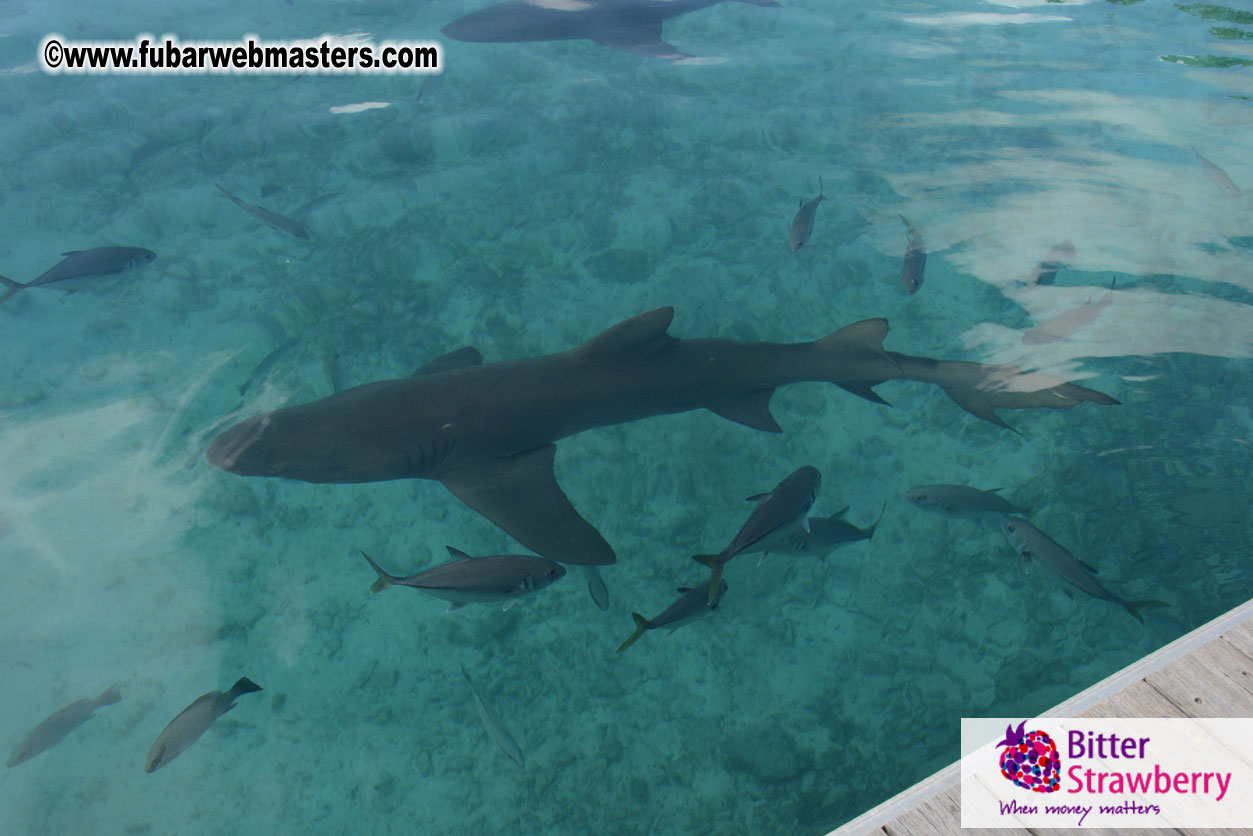 WireCard Dolphin Swim