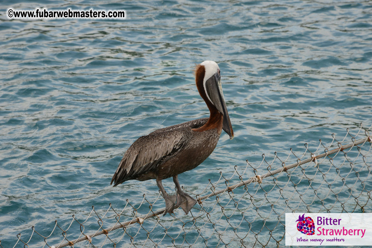 WireCard Dolphin Swim