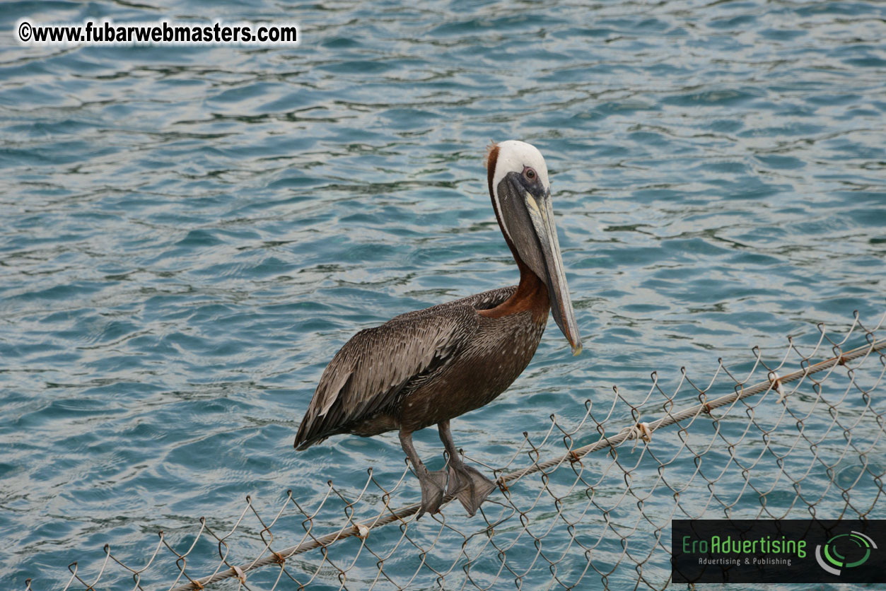 WireCard Dolphin Swim