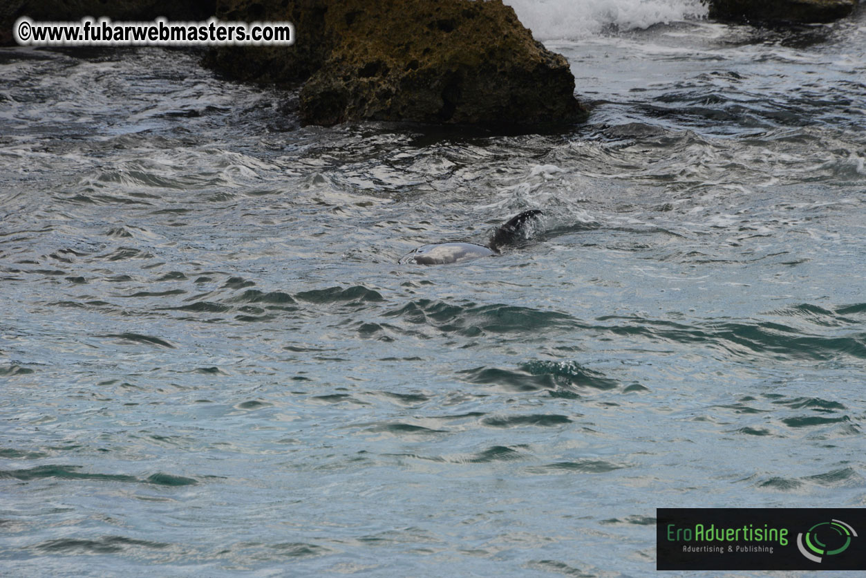 WireCard Dolphin Swim