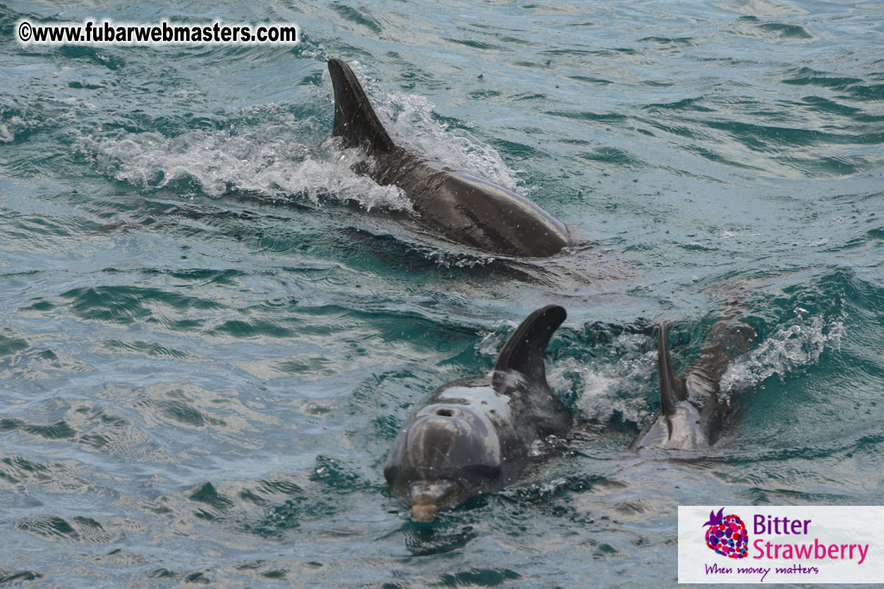 WireCard Dolphin Swim