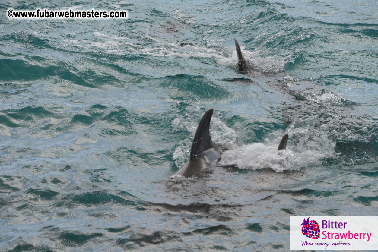 WireCard Dolphin Swim