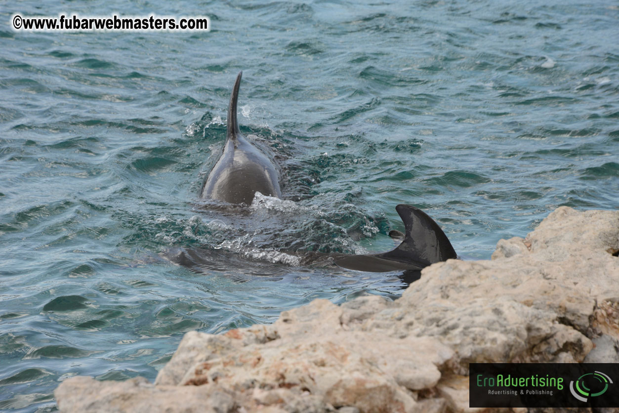 WireCard Dolphin Swim