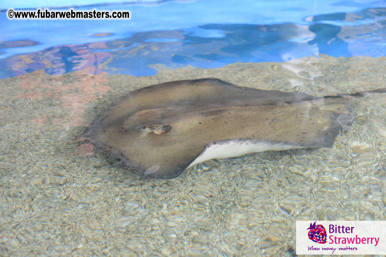 WireCard Dolphin Swim