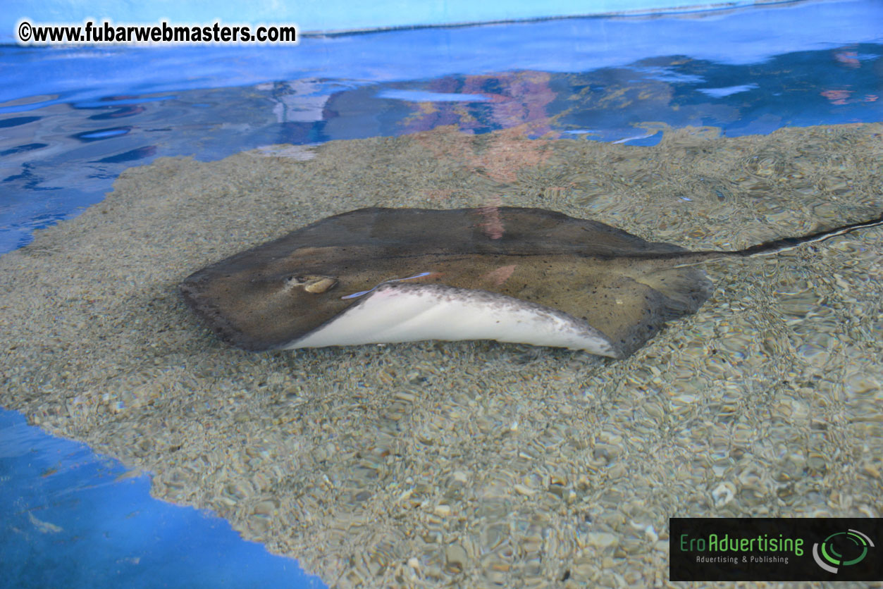 WireCard Dolphin Swim