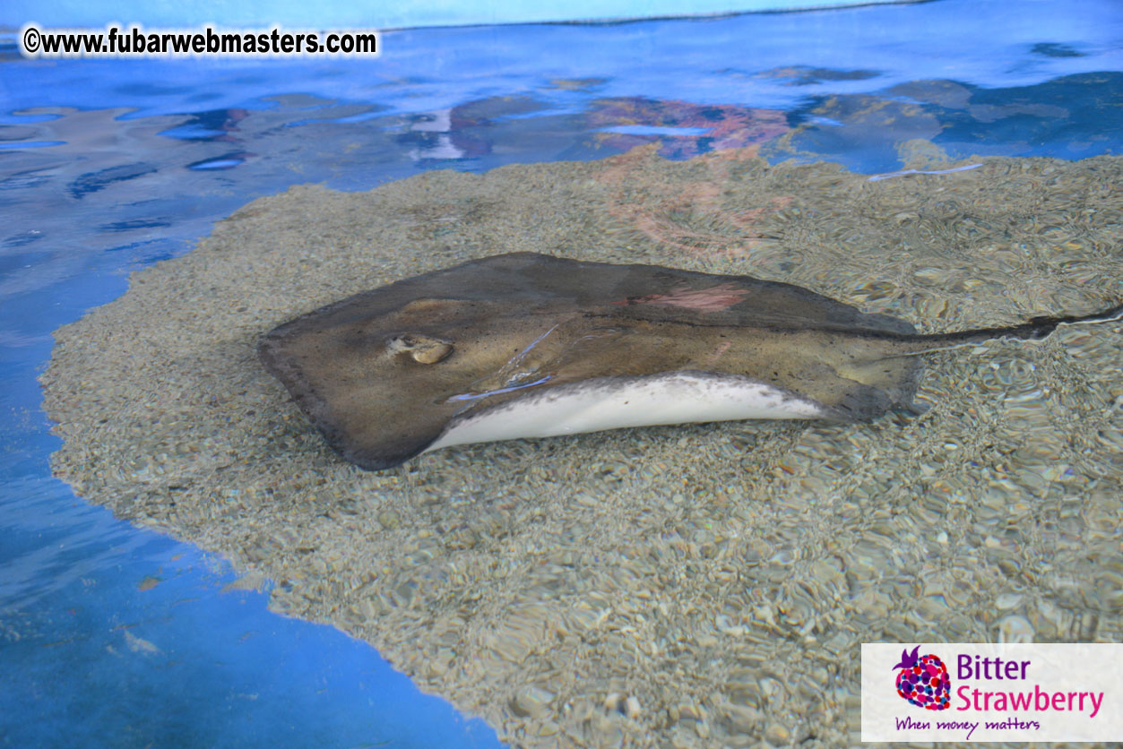 WireCard Dolphin Swim