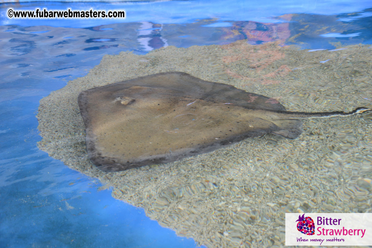 WireCard Dolphin Swim