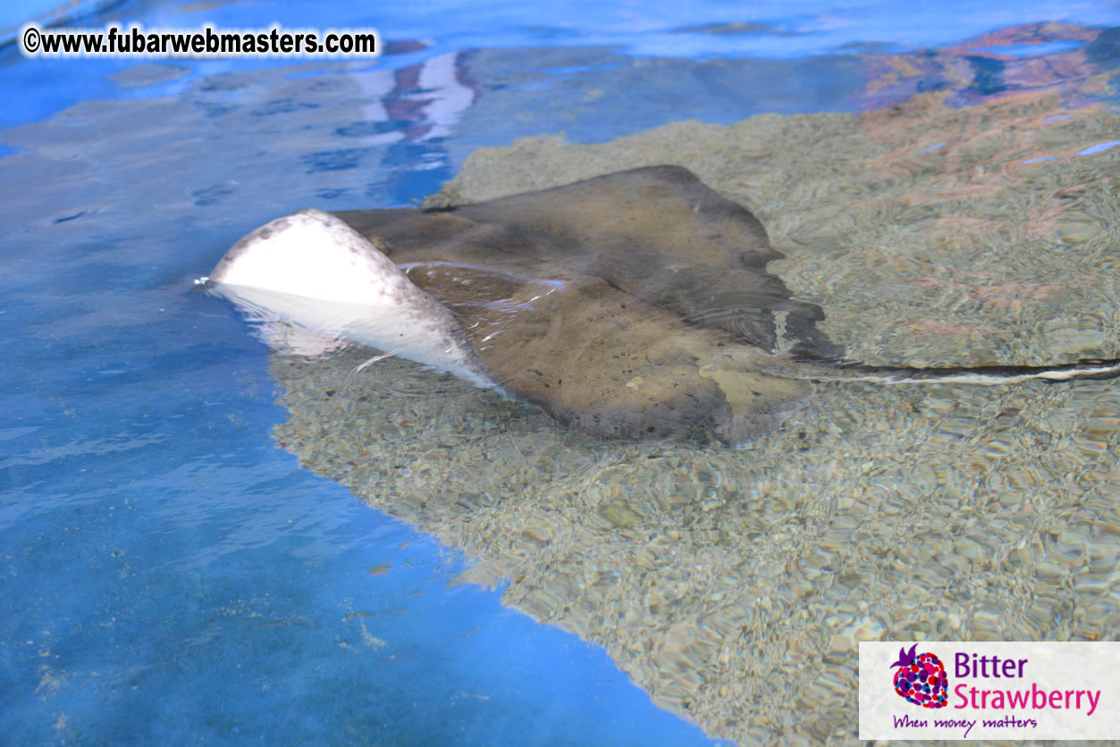 WireCard Dolphin Swim