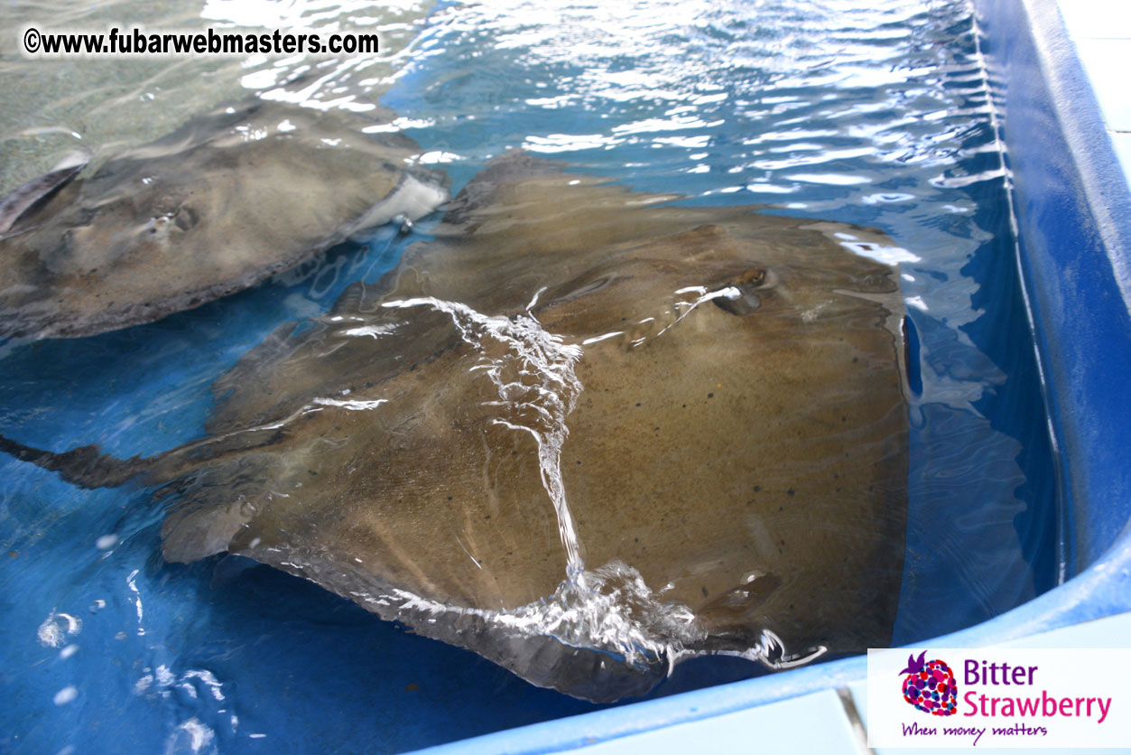 WireCard Dolphin Swim