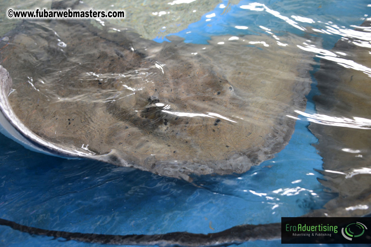 WireCard Dolphin Swim