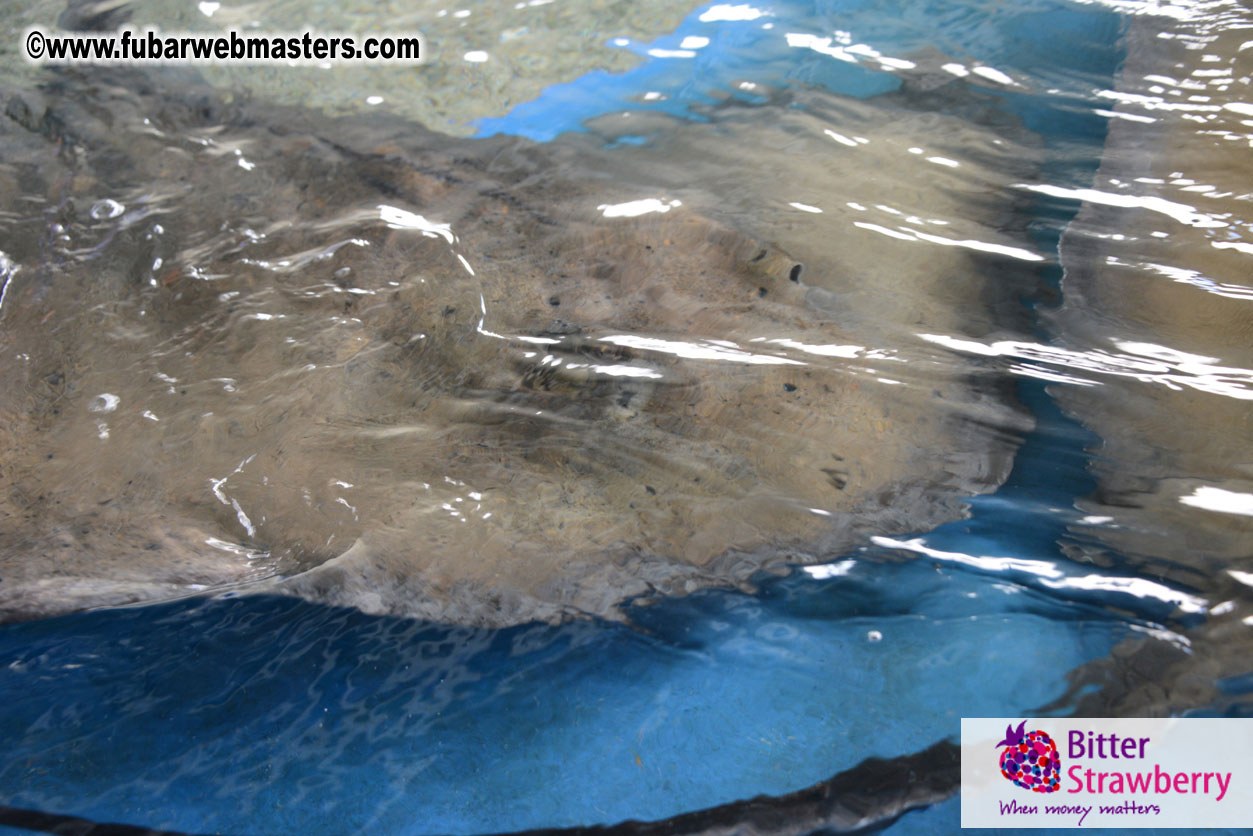 WireCard Dolphin Swim