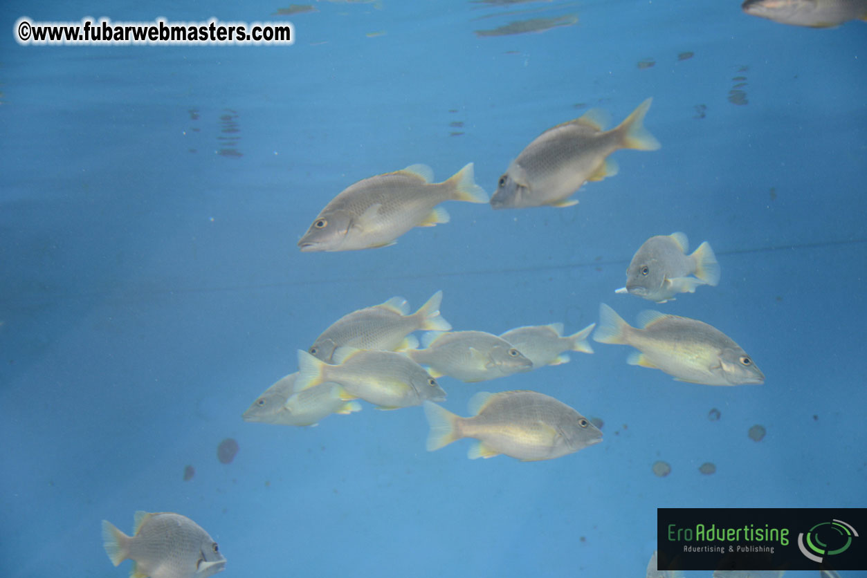 WireCard Dolphin Swim