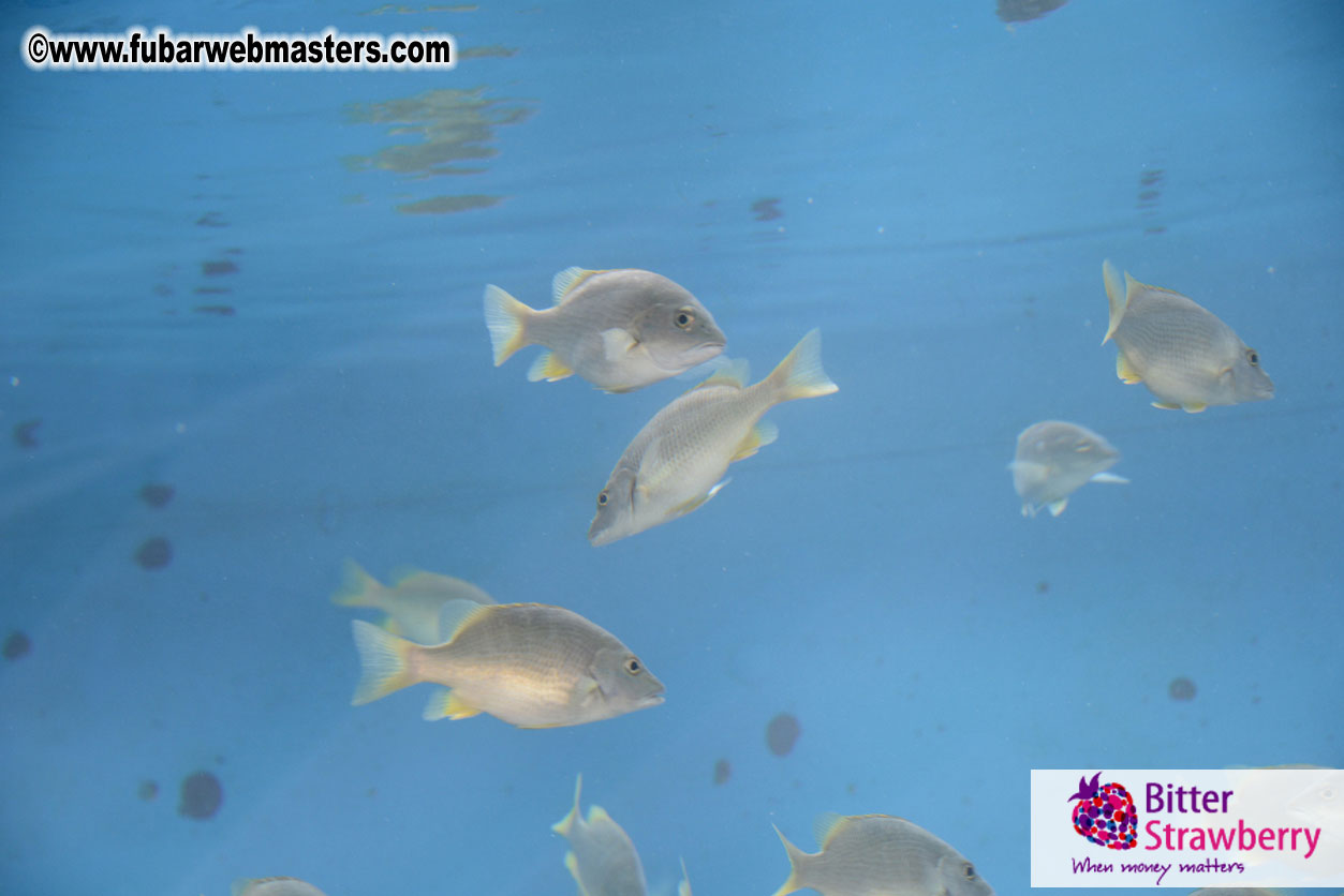 WireCard Dolphin Swim