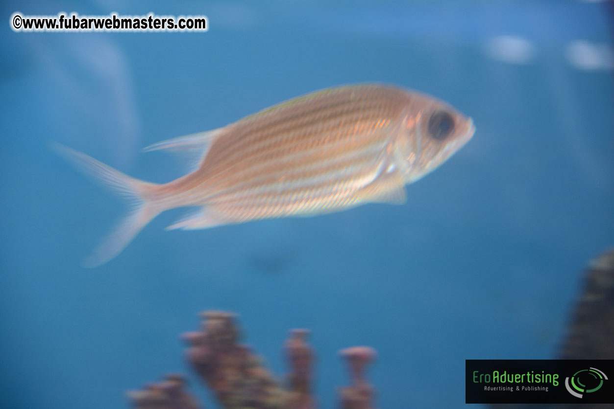 WireCard Dolphin Swim