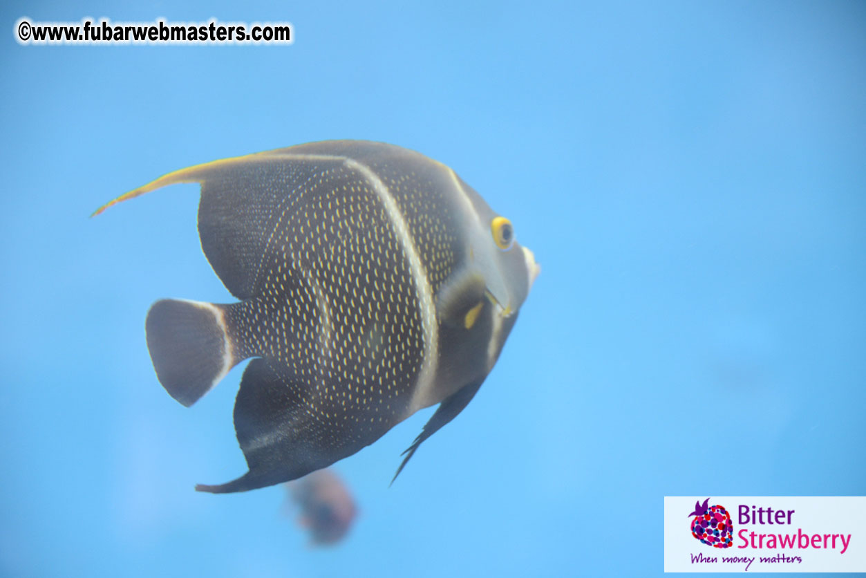 WireCard Dolphin Swim