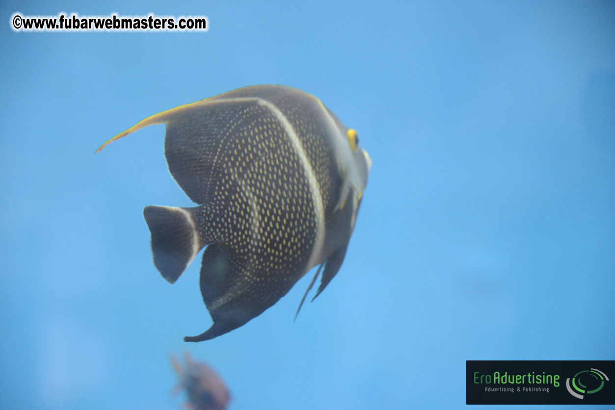 WireCard Dolphin Swim