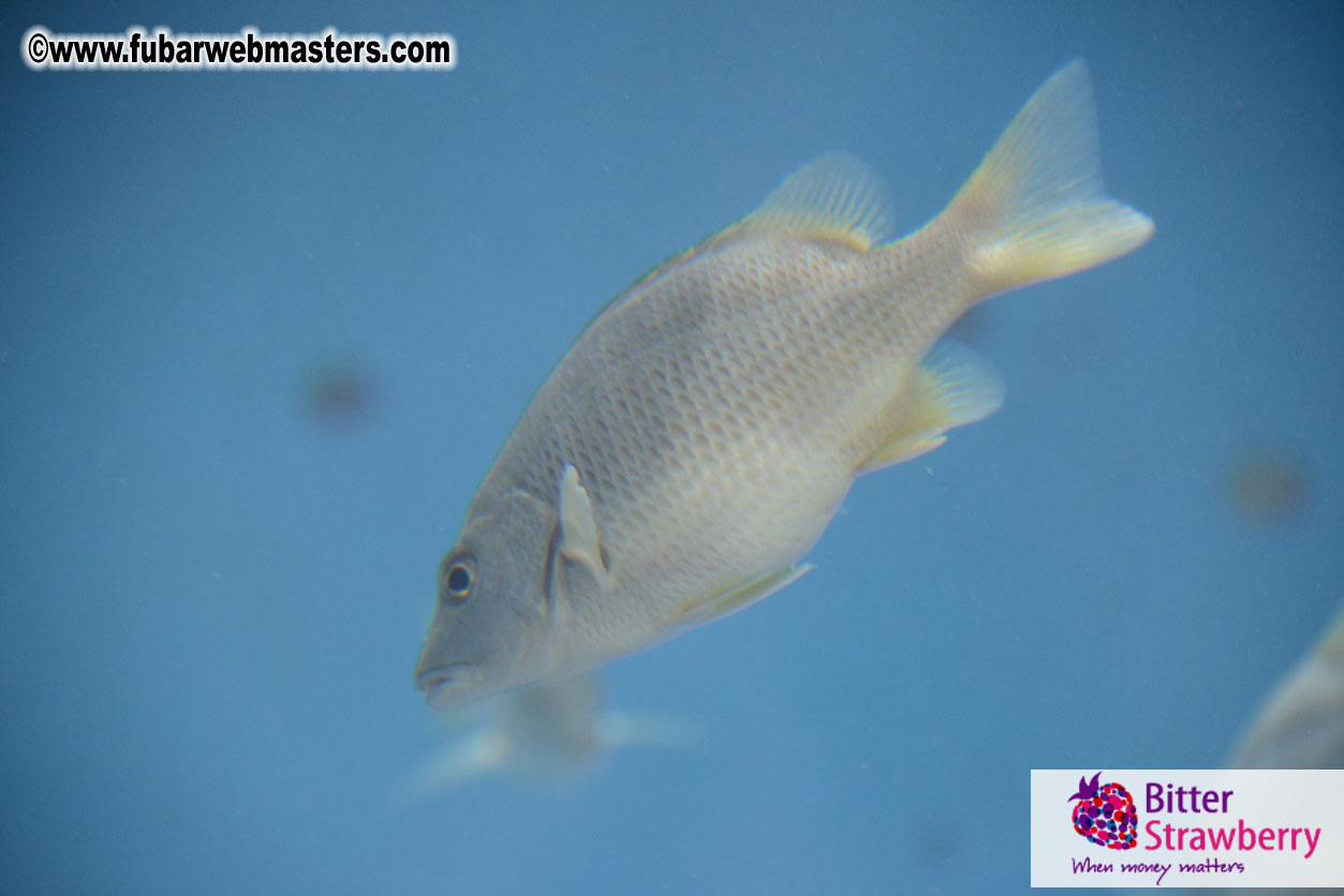 WireCard Dolphin Swim