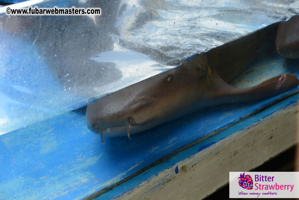 WireCard Dolphin Swim