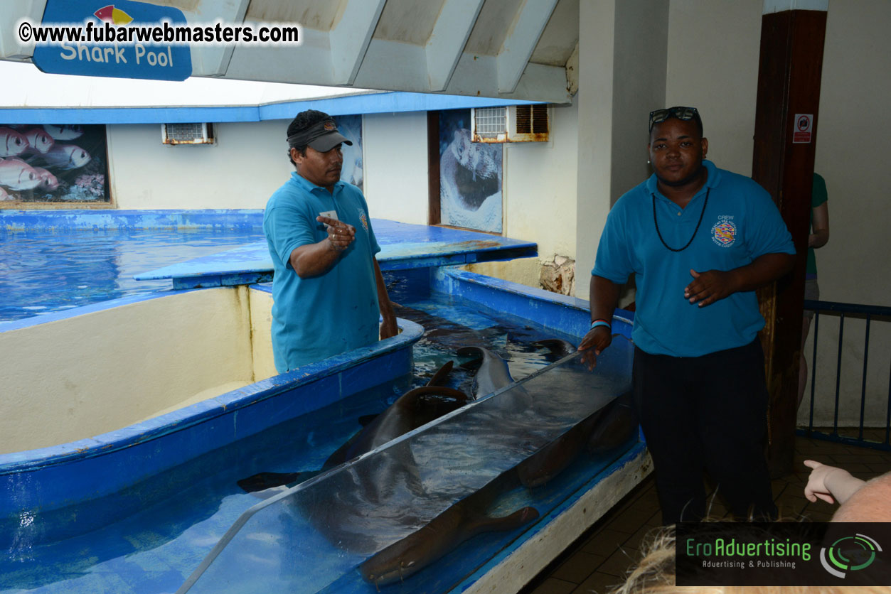 WireCard Dolphin Swim