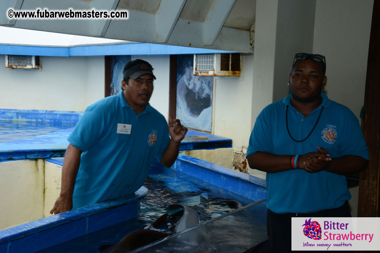 WireCard Dolphin Swim