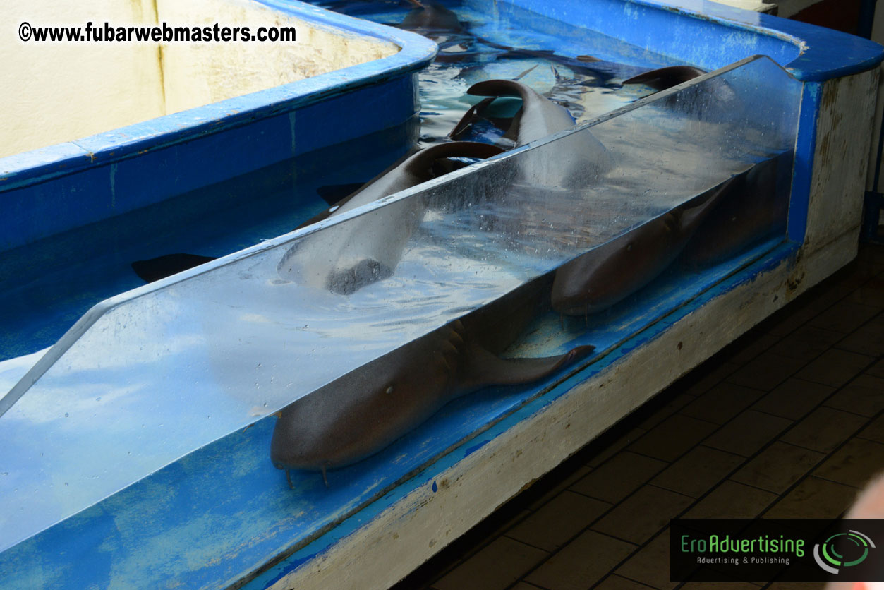 WireCard Dolphin Swim