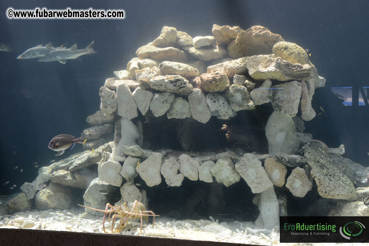 WireCard Dolphin Swim