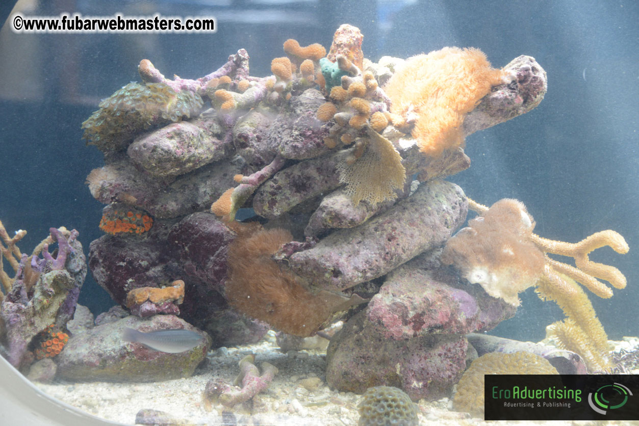 WireCard Dolphin Swim