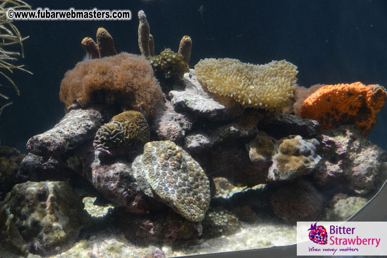 WireCard Dolphin Swim