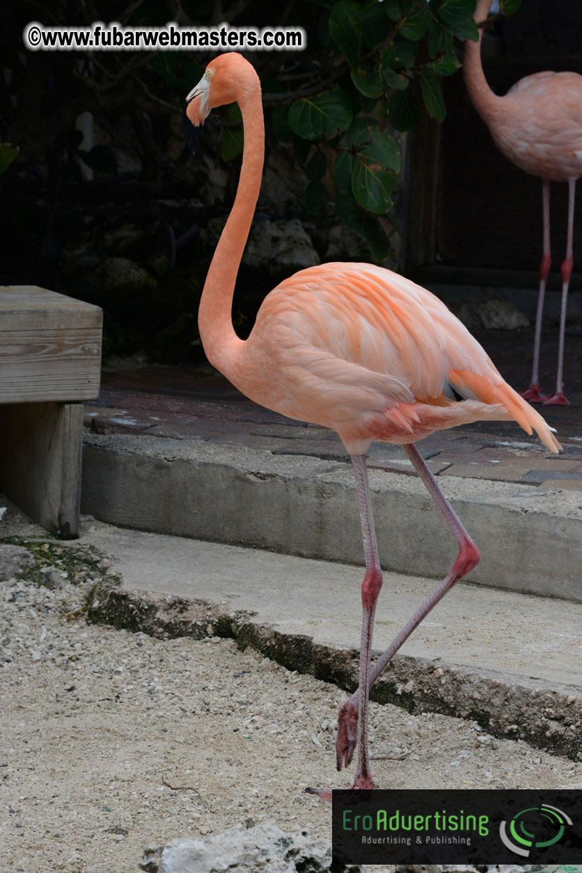 WireCard Dolphin Swim