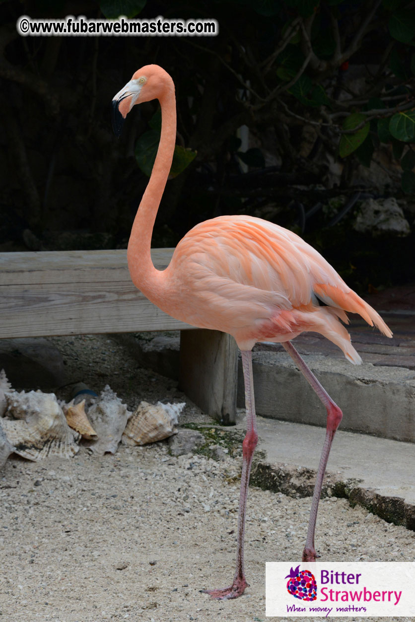 WireCard Dolphin Swim