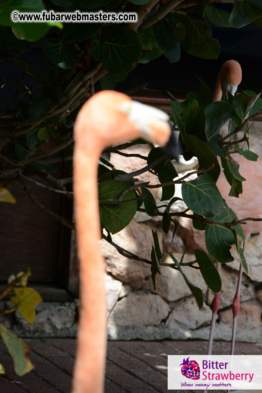 WireCard Dolphin Swim