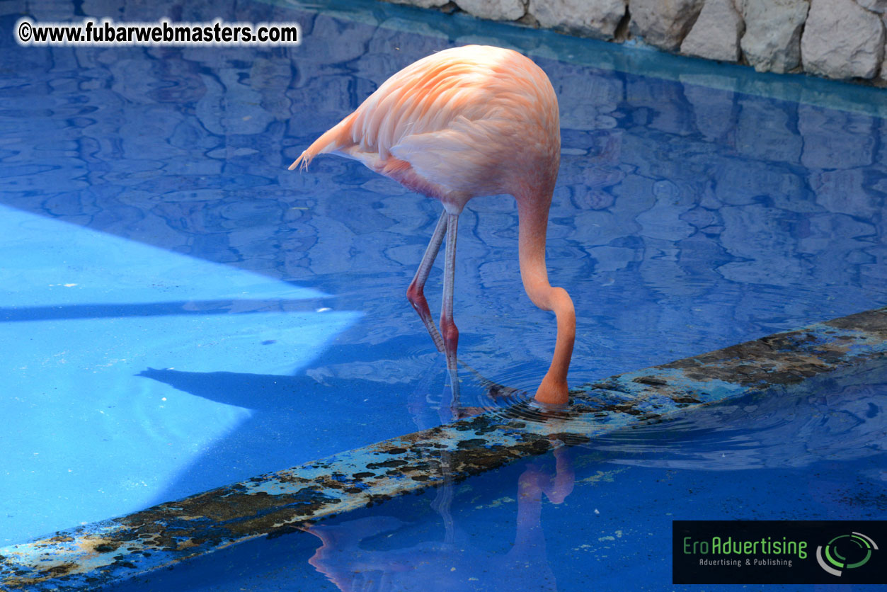 WireCard Dolphin Swim