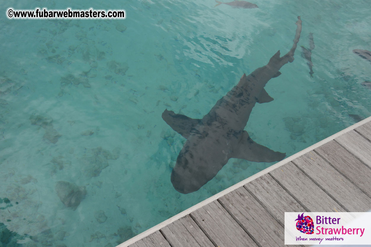 WireCard Dolphin Swim