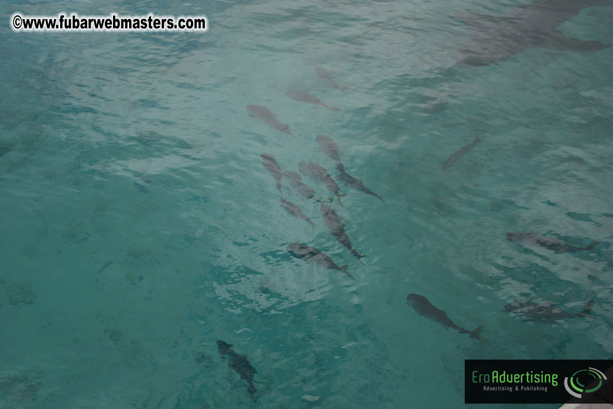 WireCard Dolphin Swim