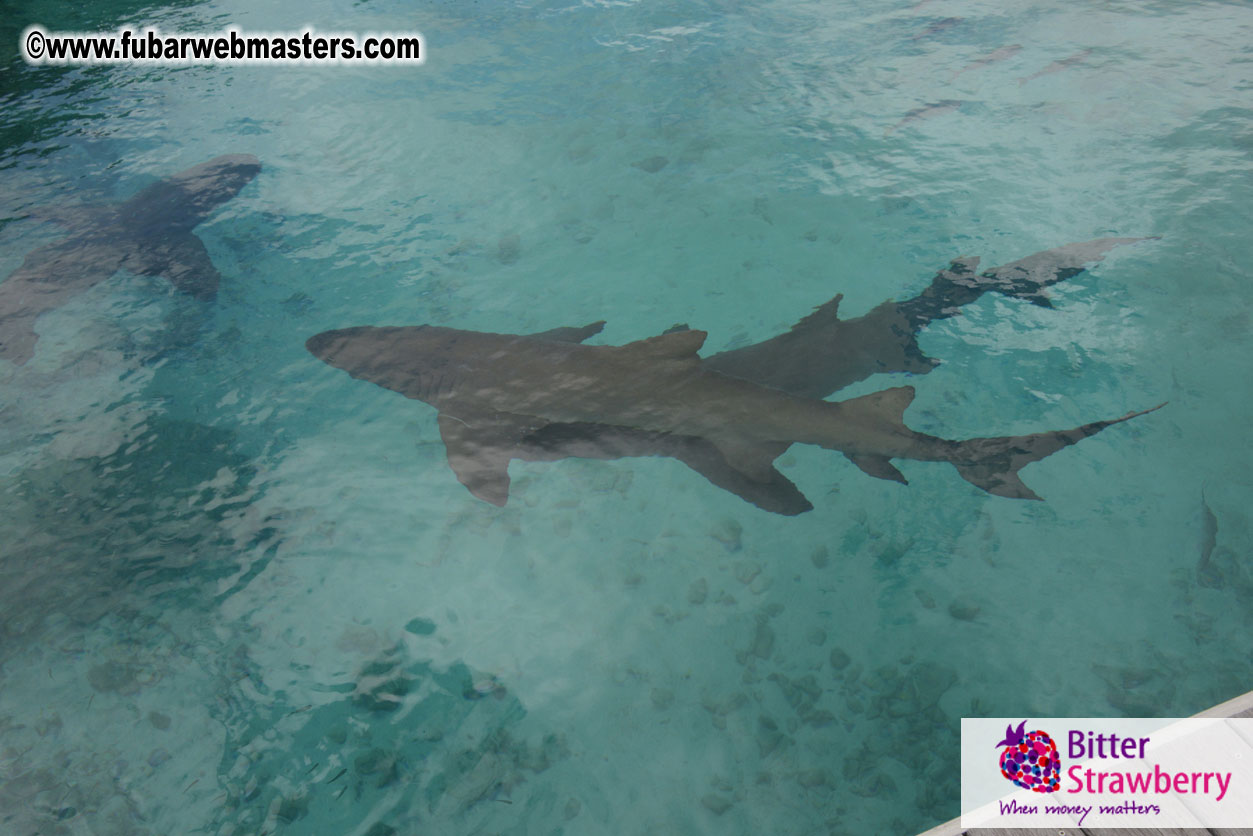 WireCard Dolphin Swim