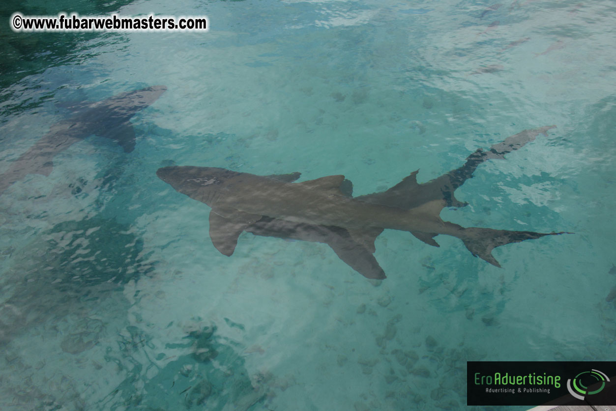 WireCard Dolphin Swim