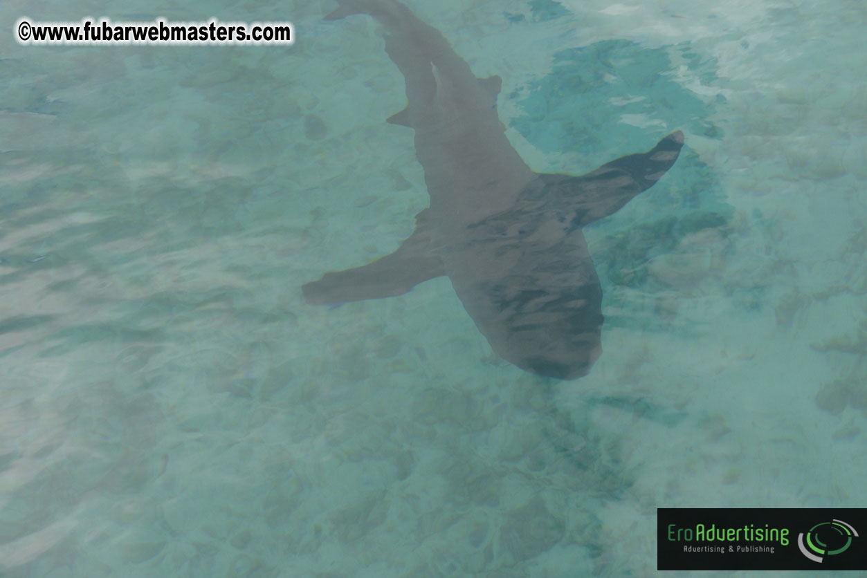 WireCard Dolphin Swim