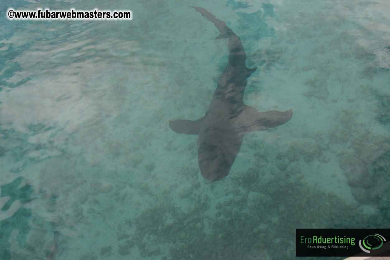 WireCard Dolphin Swim