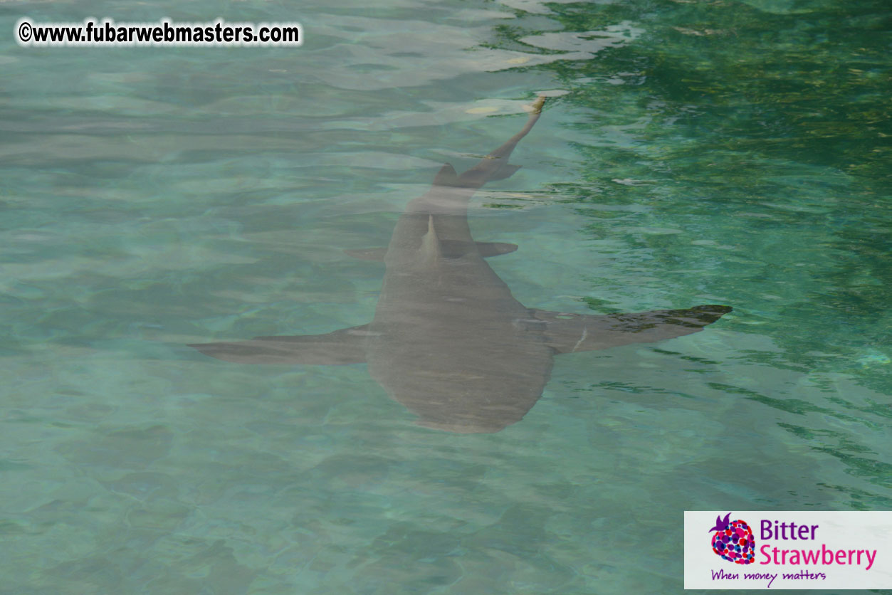 WireCard Dolphin Swim