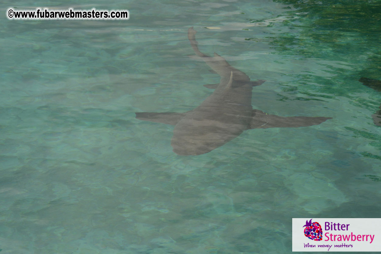 WireCard Dolphin Swim